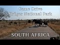 Kruger national park  south african safari tour in winter  vorgewandert  quick virtual travel