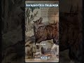 5. Ночная охота милиции #СССР #Погони