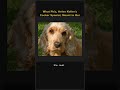 🐶 What Phiz, Helen Keller's Cocker Spaniel, Meant to Her ❤️ #Shorts