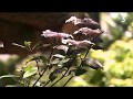Ref:25tZq8n-AiE Le jardin botanique de vauville a ft ses 70 ans