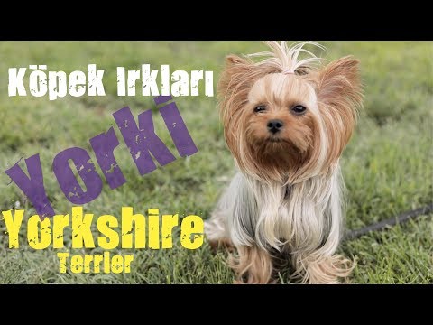 Video: Trendy Yeni Köpek Türü Yorkies Somun İçin Kuruyemiş