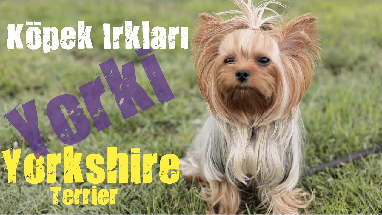 Kopek Irklari Yorkshire Terrier Youtube