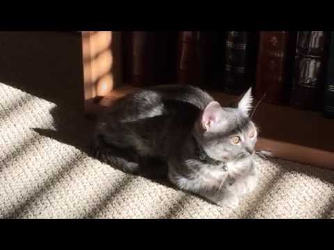 Adorable Kitten In The Sun