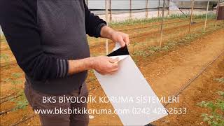 Tuta Absoluta Mücadele Tanıtım