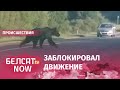 Под Борисовом на дорогу выбежал медведь