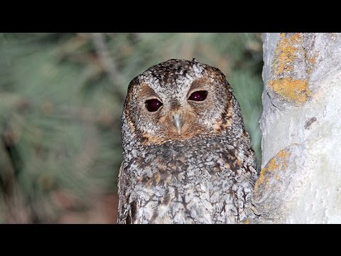 Flammulated Owl