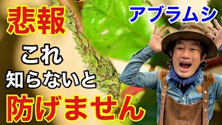 【知ってて下さい】アブラムシすべて駆除できません　【カーメン君】【園芸】【ガーデニング】【初心者】【退治】【害虫】