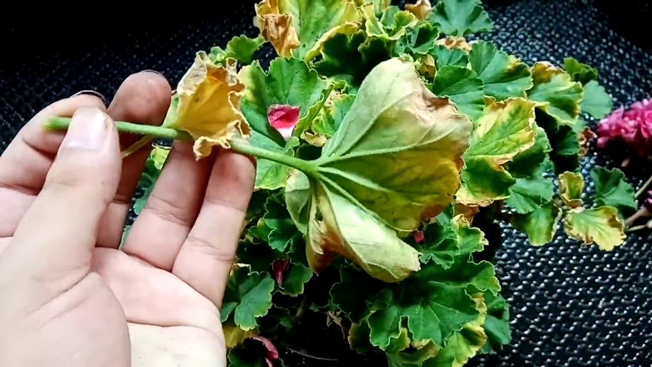 directorio Destello Árbol genealógico geranio hoja amarilla servidor