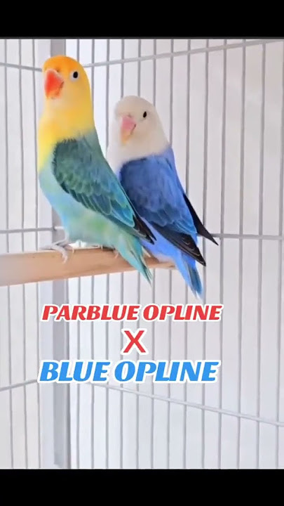 Parblue opaline & blue opaline #lovebirds #parblueopaline #parblue #opaline #blueopline
