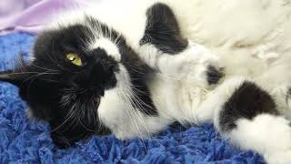 Black & White Cats  Relax & Unwind  20 minutes