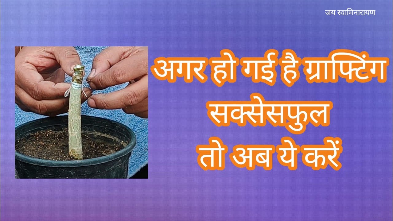 Grafting Tape Removing Tips And Post Grafting Care In Adenium Grafted