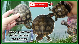 Daily Routine with these terrapins | Slider turtles | Red eared turtles by J Lim C-K 947 views 1 year ago 13 minutes, 7 seconds