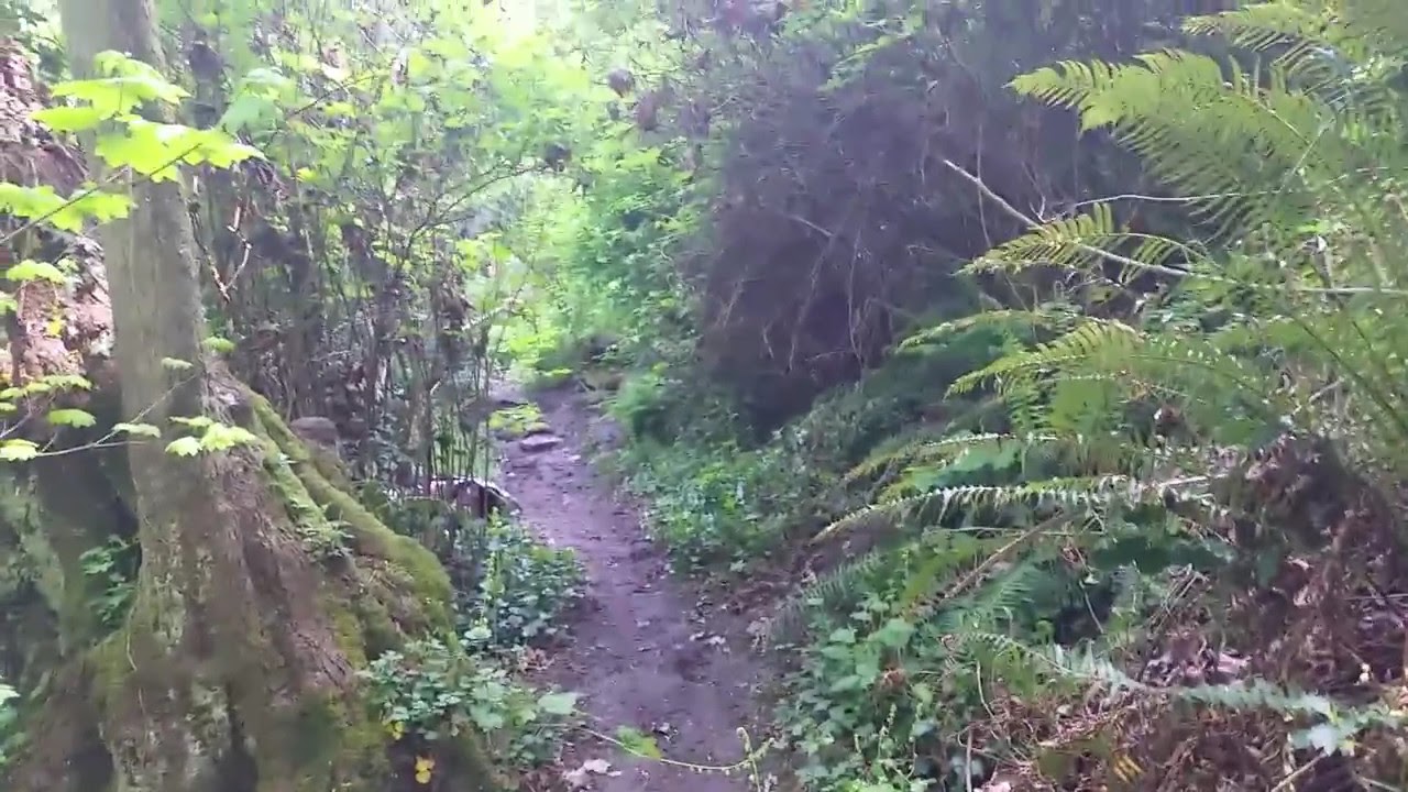 Lakeview forest 2 YouTube