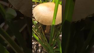 The Worlds Largest Mushroom #Mushrooms #Shrooms #mushroomgrowing