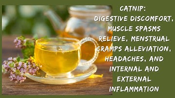 Catnip Herb - Discover The Surprising Medicinal Benefits || Blossom