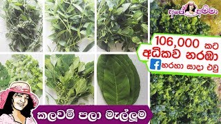  බොහෝ රෝග සුව කරන කලවම් පලා මැල්ලුම Mixed leafy veggie mallum by Apé Amma (kalawam pala mallum)