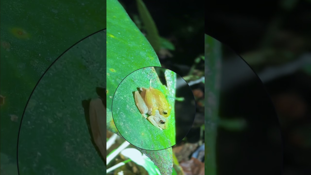 🔦 LANDS IN LOVE NIGHT TOUR 🌿