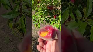 🍒Cherry & 🍑Peach Picking @ Paynes Orchards  Bacchus Marsh Continued Sat 16 Nov 24