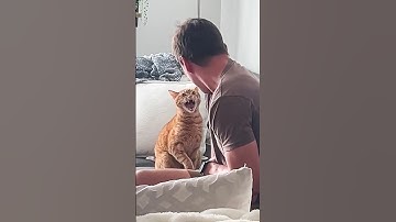 Cats vs Humans 🤣🤣 #funny #catvideos #catshorts #cat