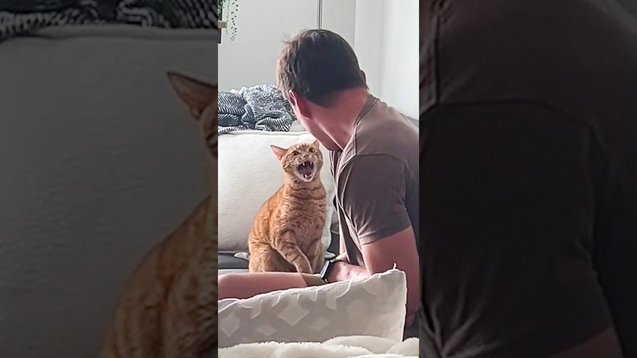 Cats vs Humans 🤣🤣 #funny #catvideos #catshorts #cat