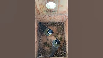 Two Great Tits Meet in the Nest Box – Beak to Beak! 💚