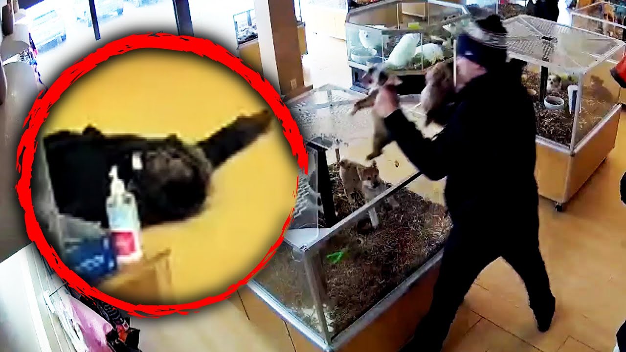 Thieves Fake Seizure to Steal Puppies: Cops