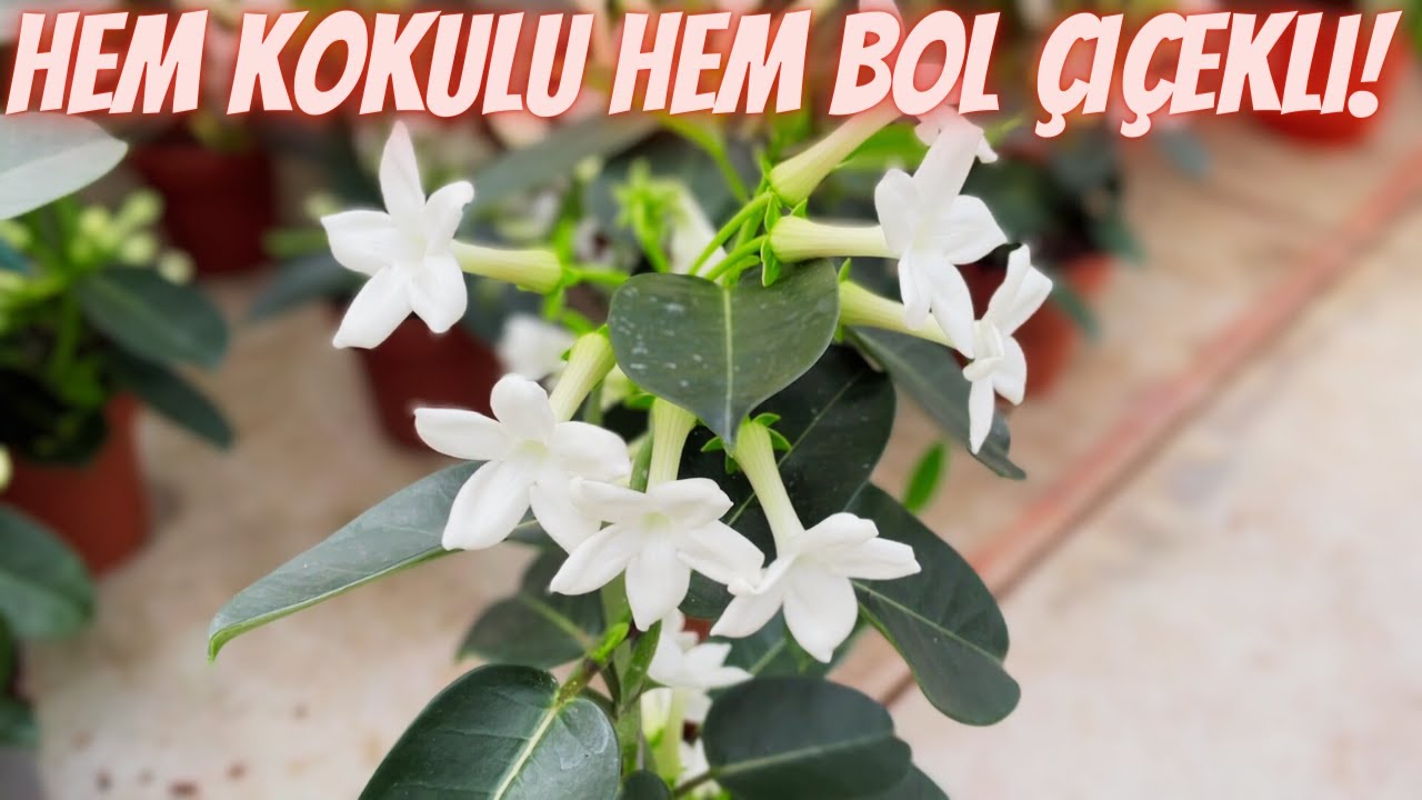 Mis gibi Kokusuyla Tam Bir Şaheser! ''Madagaskar Yasemini Bakımı ve Çiçek Açtırılması''