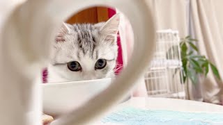 【チラ見】こっそり白湯を飲んだことを知らんぷりするかわいい子猫【短足ミヌエット】 by 猫のMOONY 149 views 2 years ago 58 seconds