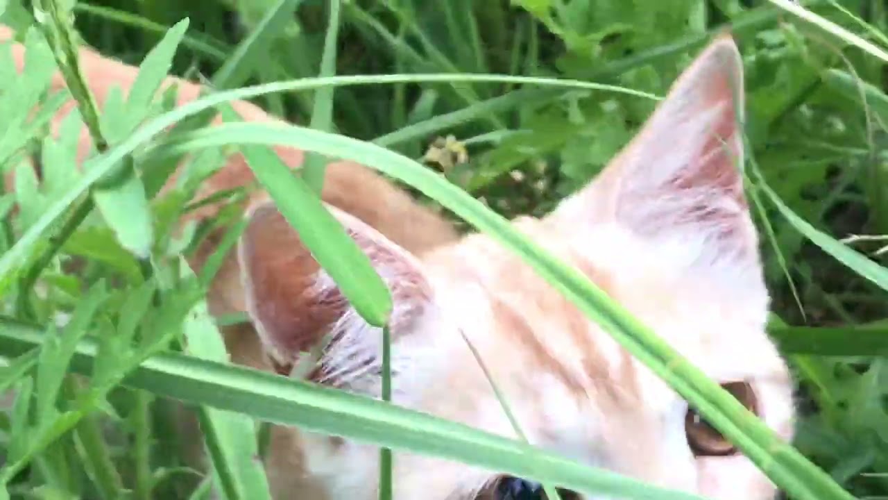 My kitty is trying to catch butterfly 