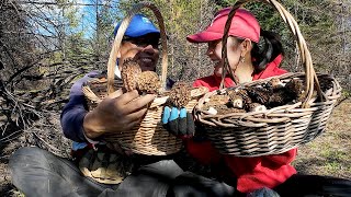 2VC bội thu nấm BAO TỬ DÊ quý hiếm nhiều hái mỏi tay mê quá mê 🇨🇦1720》 Morel Mushrooms BC