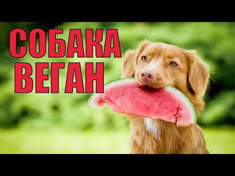 Видео: Могут ли собаки жить на веганской диете?