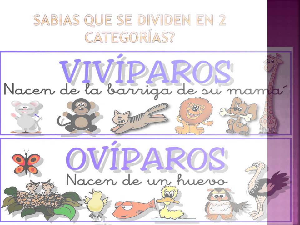 Animales Oviparos Y Viviparos Unid Maestria En Educacion Rioverde