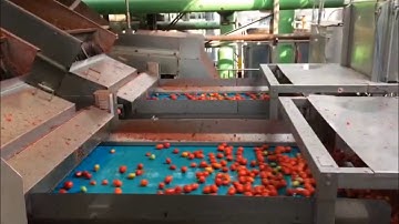 Raynbow HS: optical sorting machine for whole tomatoes | RAYTEC VISION SpA