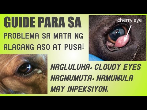 Video: Kung bakit ang nag-iisang anak na lalaki ni Anna Herman ay hindi nakikinig sa mga awiting ginanap ng kanyang ina