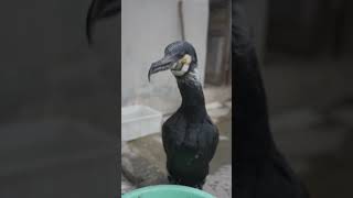 The Cormorant Bird Ate All The Fish Quickly
