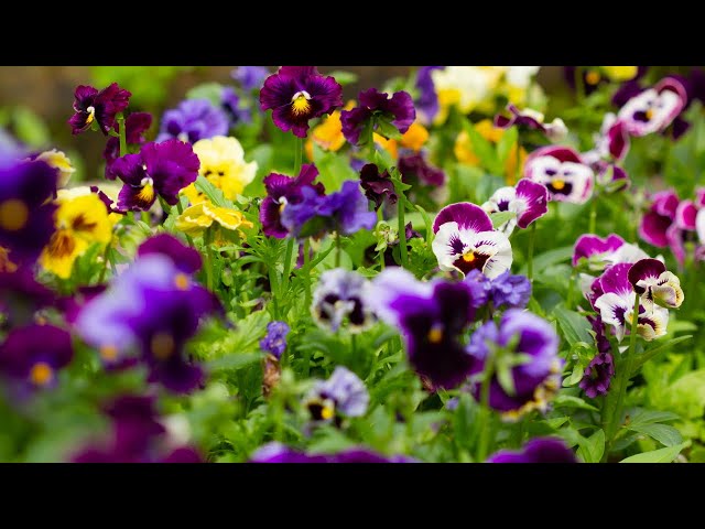 Lots of Pansy And Viola Growing Tips-Video Growing Guide class=