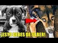 ¿Qué significa esa mirada de pena y culpabilidad de tu perro? ¡ESTO TIENES QUE SABER!