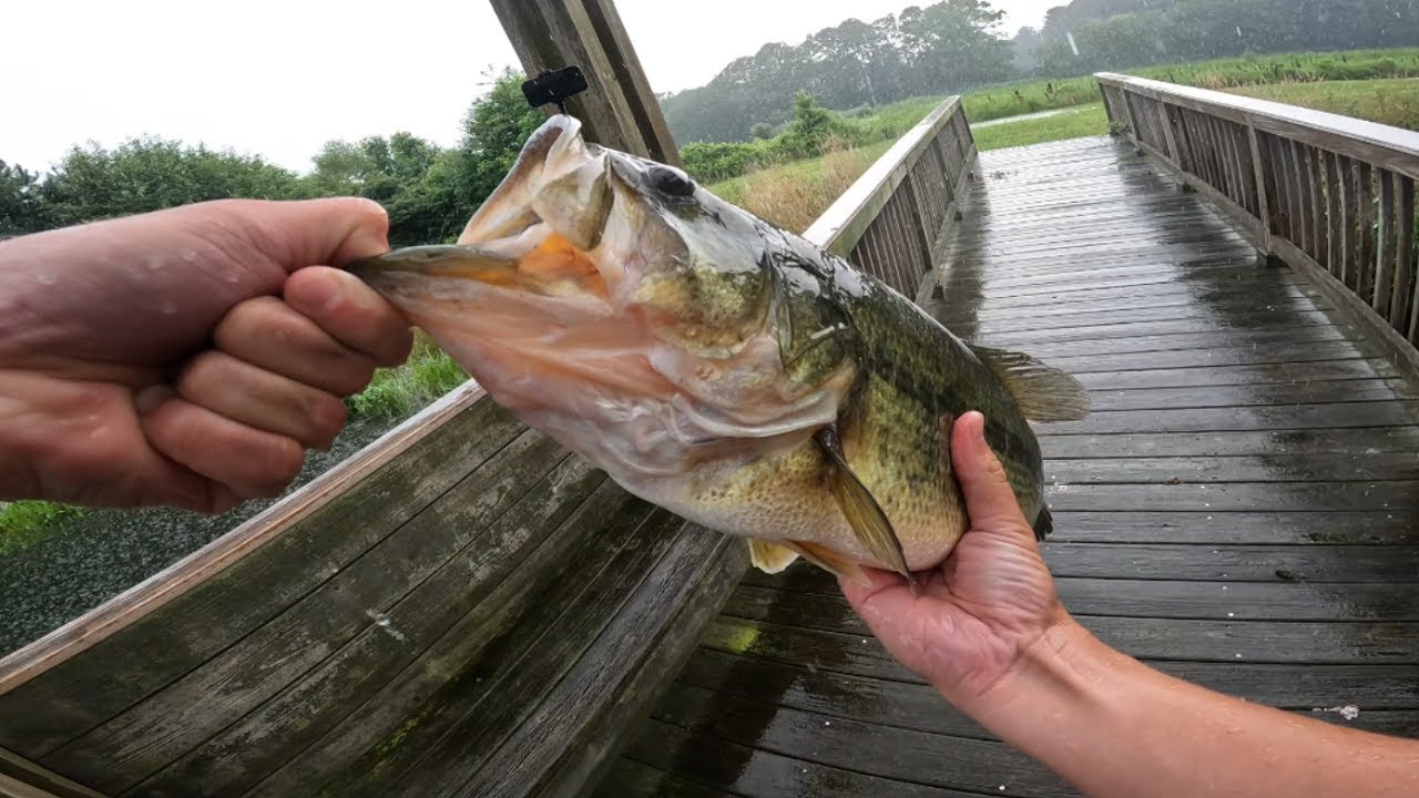 BIG BASS Caught At A Local Pond!