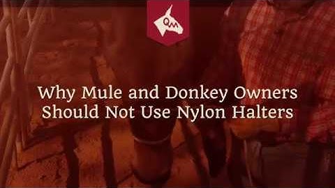 Halter Training - Why Mule and Donkey Owners Should Not Use Nylon Halters