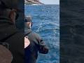 Sea Lion Steals Big Yellowtail!