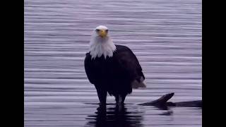 Explore.Org ~ Bald Eagle Running in the Water ~ 9-27-2026
