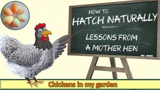 Hatch Naturally  Lessons from a Mother Hen