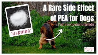 WARNING! A Rare Side Effect of PEA Supplement for Dogs by Kimberly Gauthier, CPCN 692 views 8 months ago 14 minutes, 45 seconds