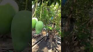 Download Lagu Seiya sekata #shorts MP3