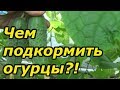 ОЧЕНЬ важная подкормка огурцов в плодоношении. Внимательно читайте описание к подкормкам!