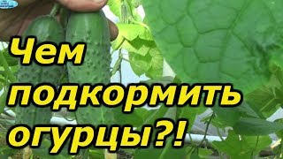 ОЧЕНЬ важная подкормка огурцов в плодоношении. Внимательно читайте описание к подкормкам!