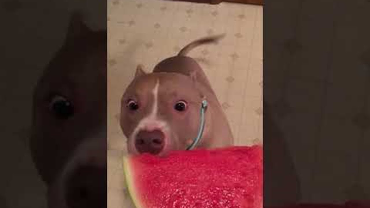 Dog Cannot Get Enough of Watermelon ViralHog YouTube
