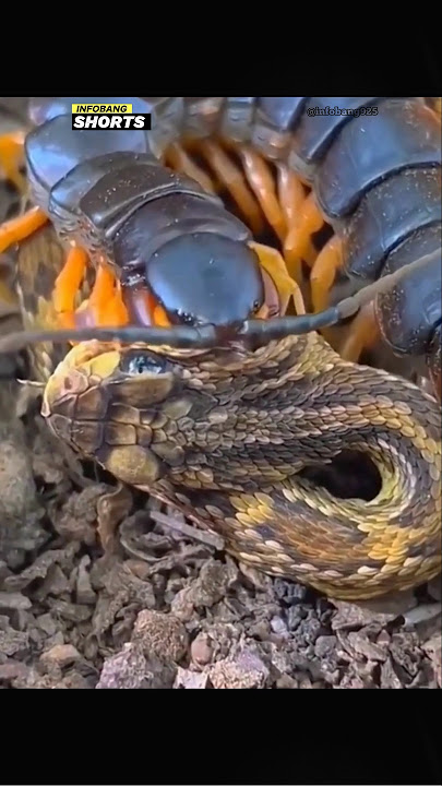 Inilah Manfaat Kelabang Bagi Manusia #shorts #fakta #kelabang