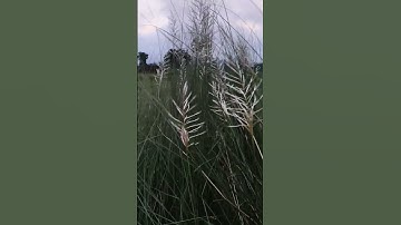 my Village vlog #viralvlogvideo #villagerlifestyle #nature #viral #travel #minivlog #vlog #trending