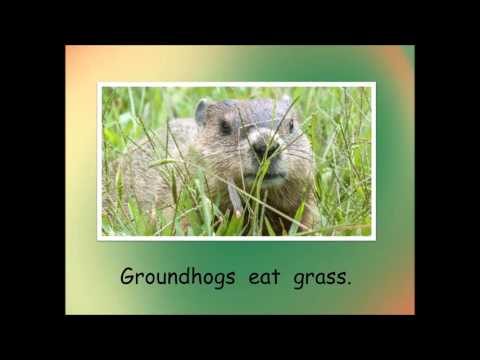 Hasemeier Early Learning Resources - What Do Groundhogs Eat?